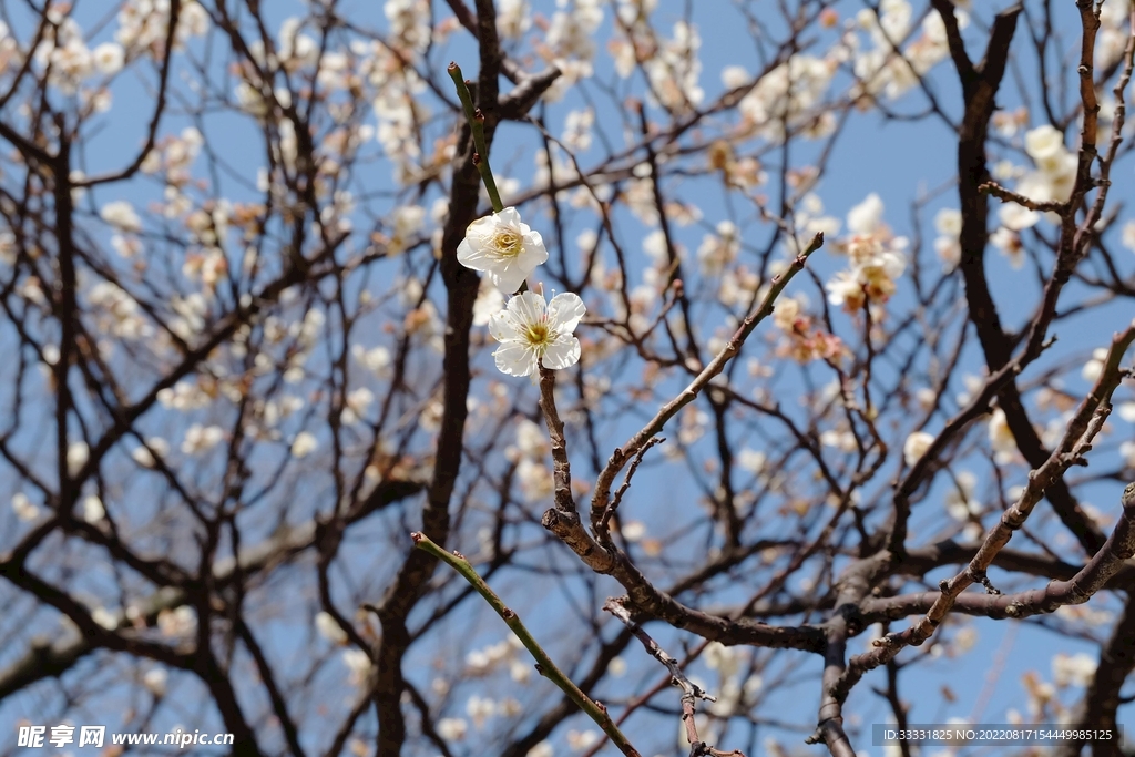 梅花