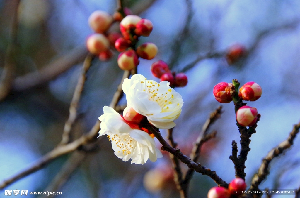 梅花