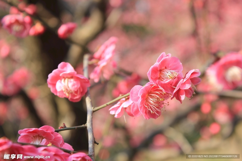 梅花