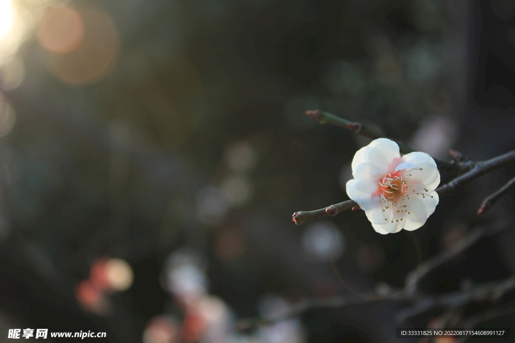 梅花