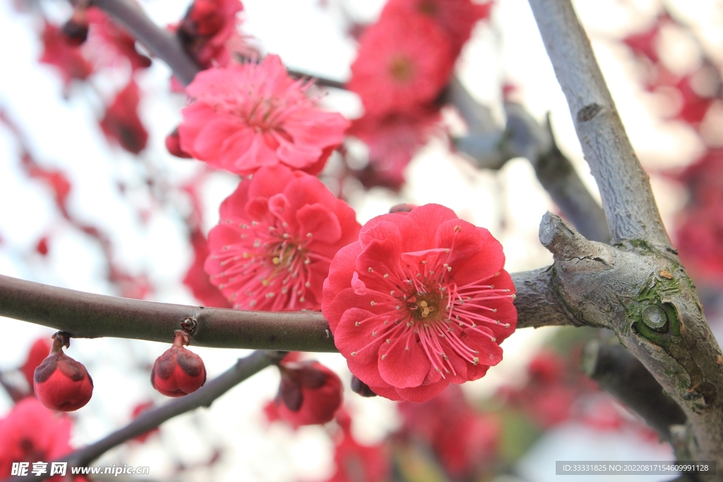 梅花