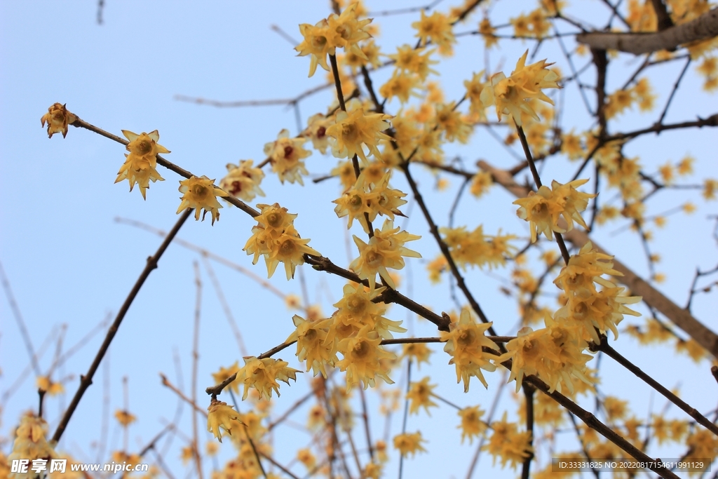 梅花
