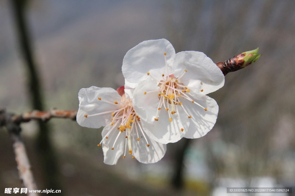 梅花