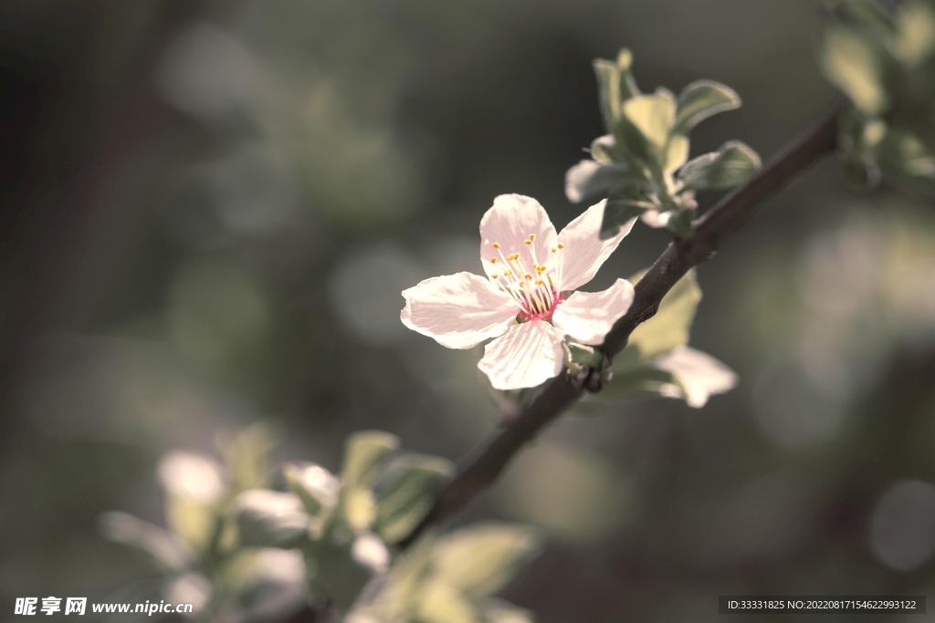 梅花