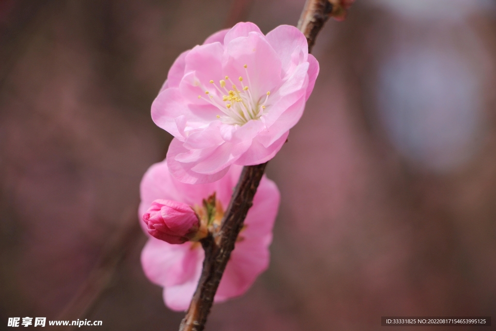 梅花
