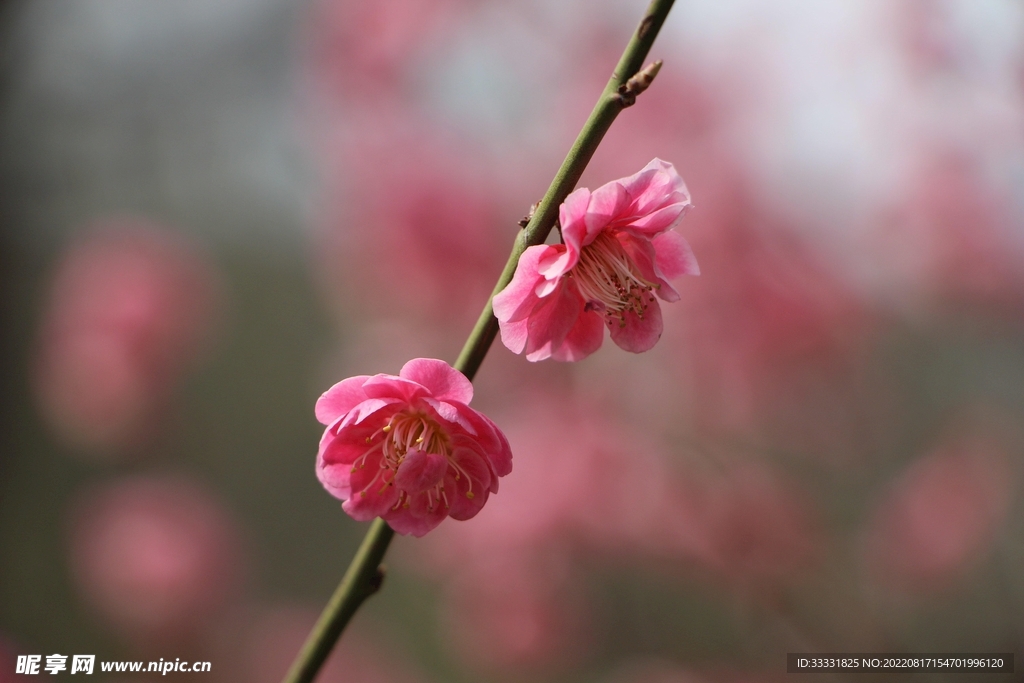 梅花