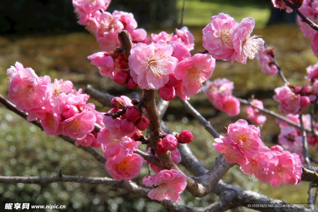 梅花