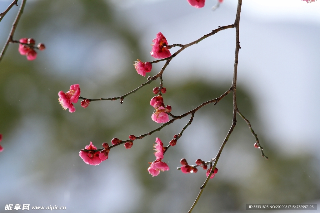梅花