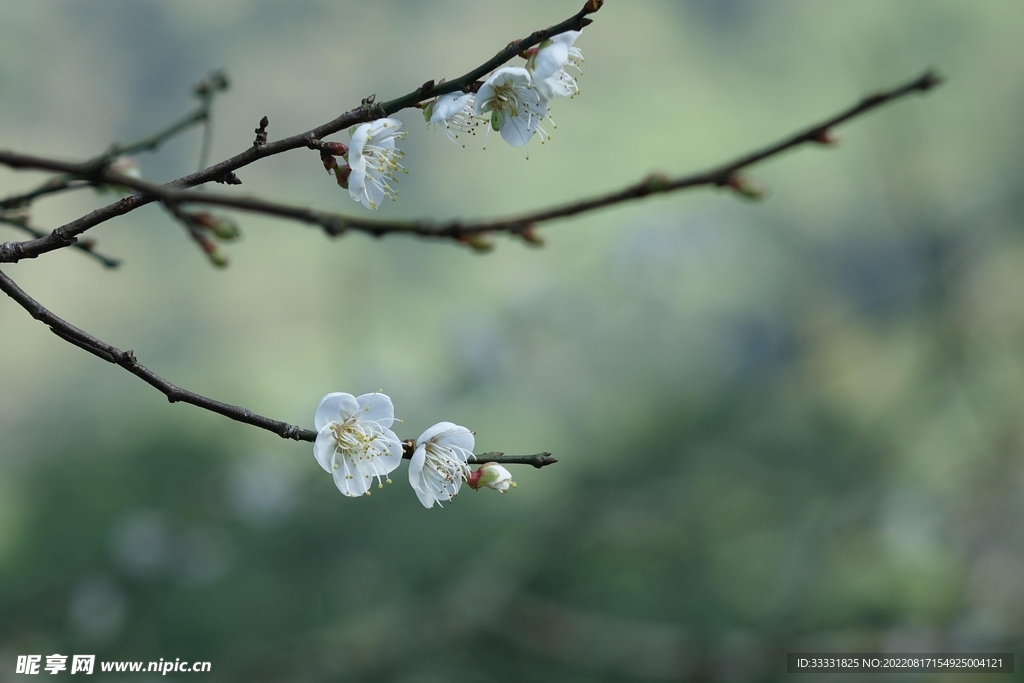 梅花