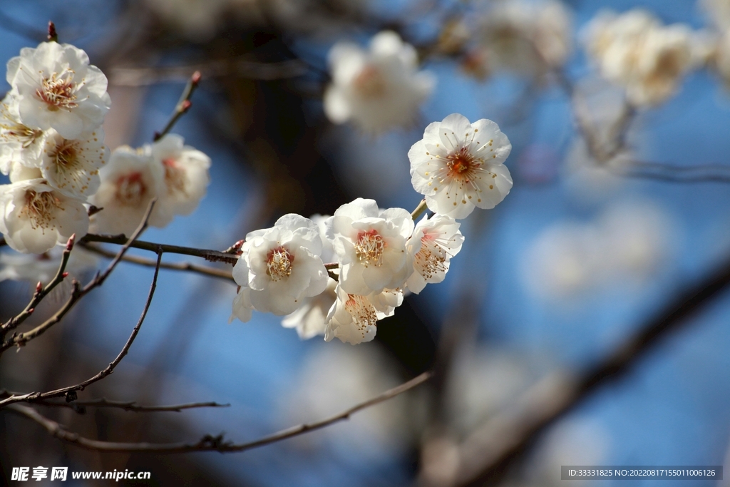 梅花