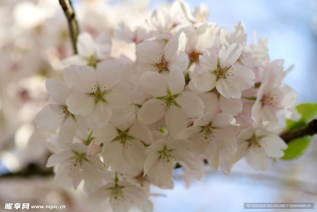 梅花