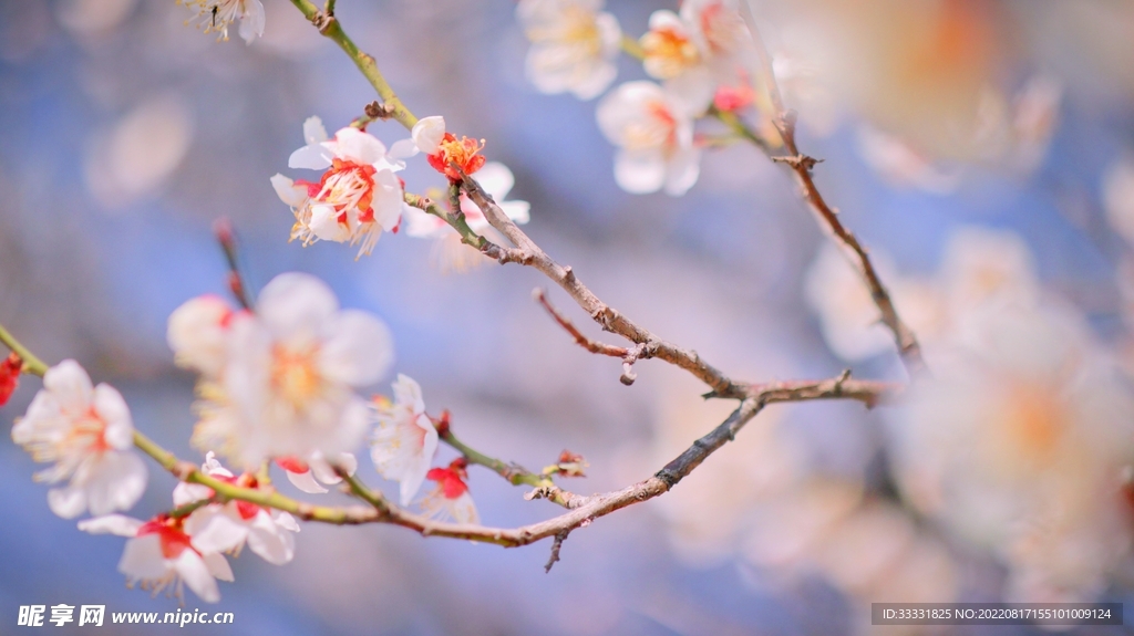 梅花