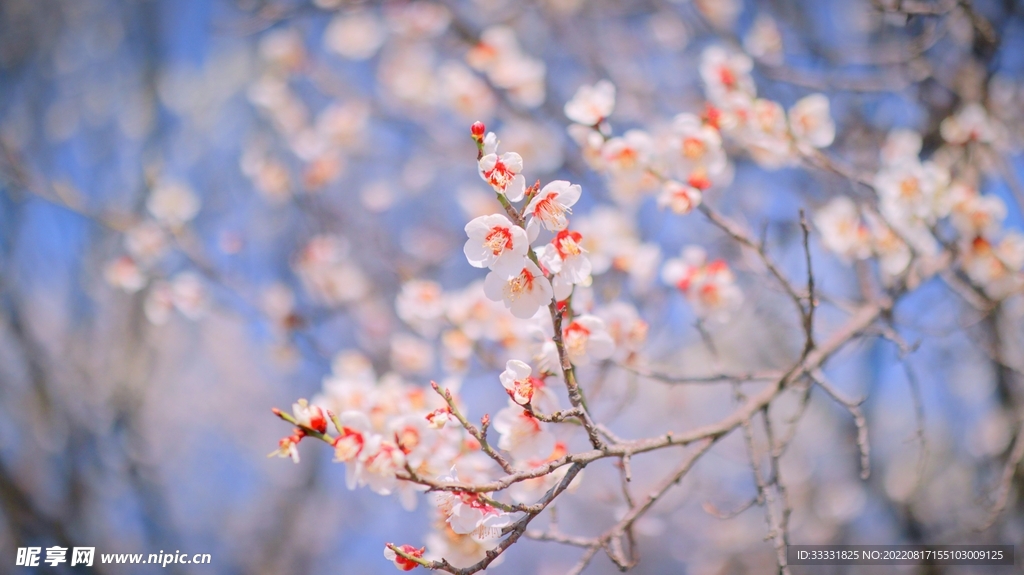 梅花