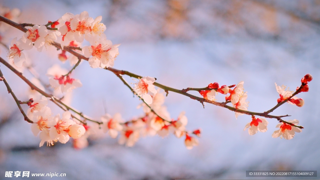梅花