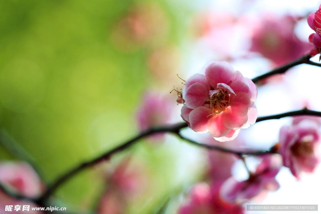 梅花