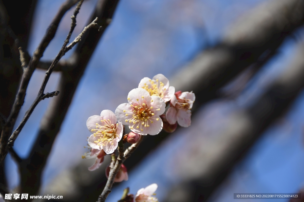梅花
