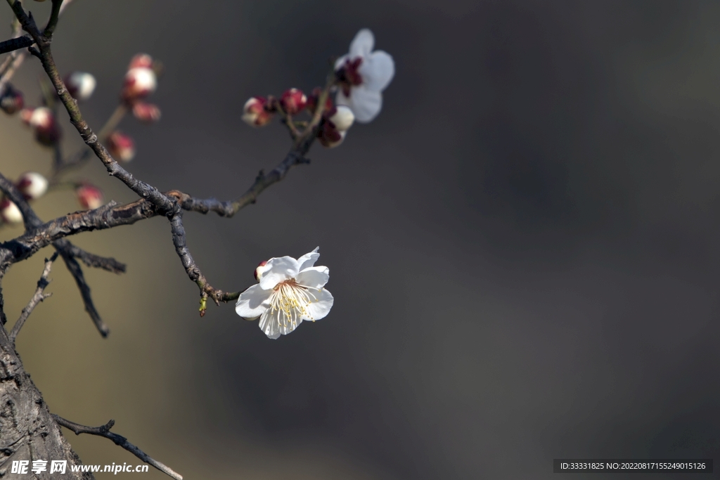 梅花