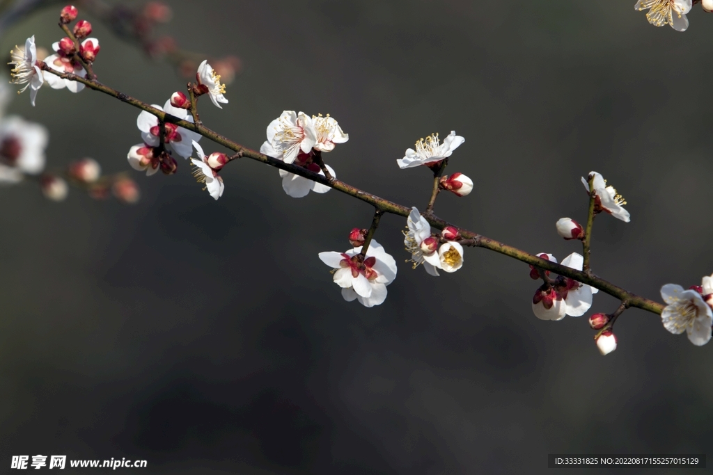 梅花
