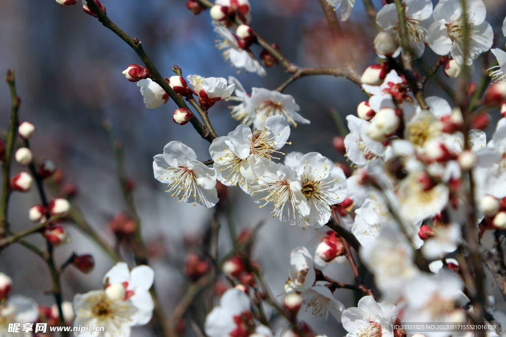 梅花