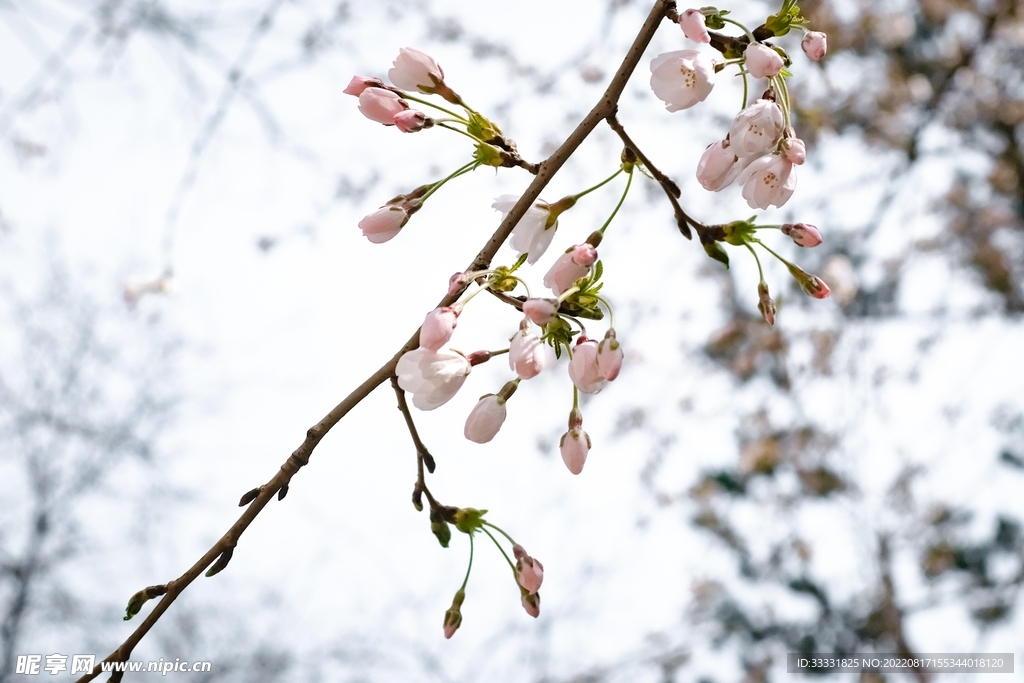 梅花