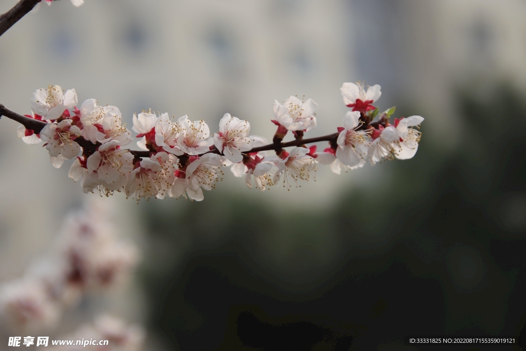 梅花