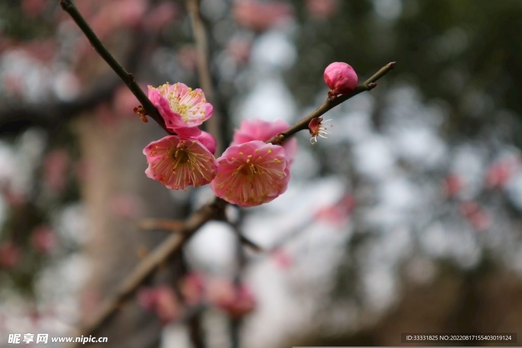 梅花
