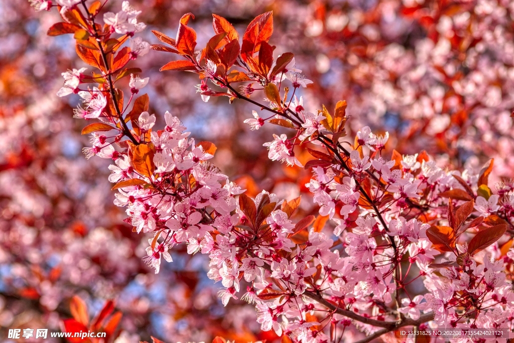 梅花