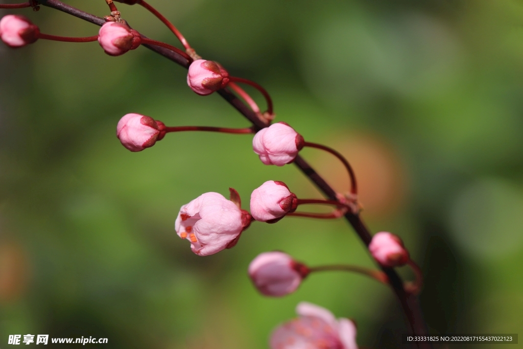 梅花