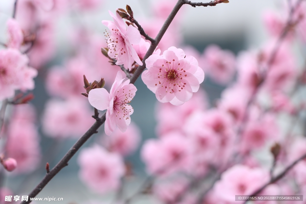 梅花