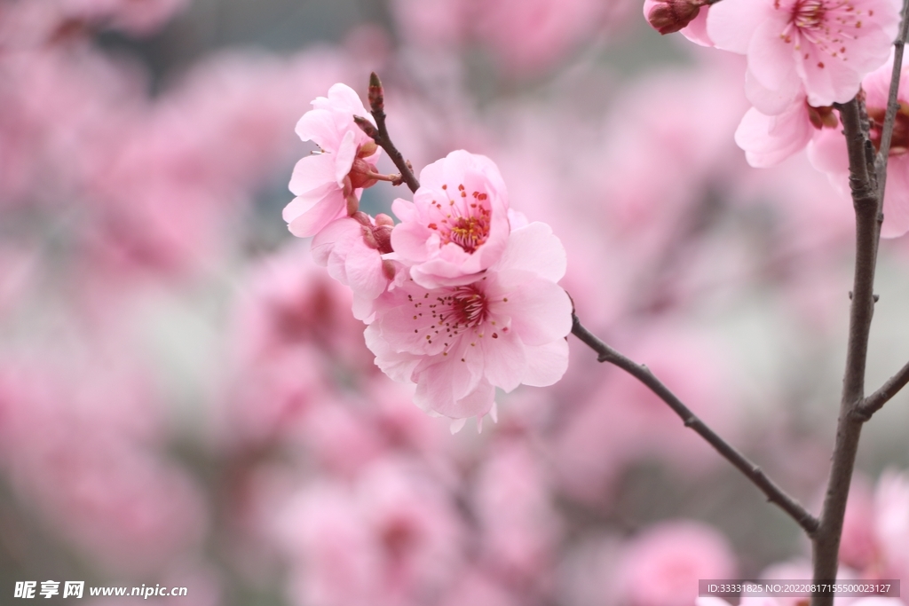 梅花