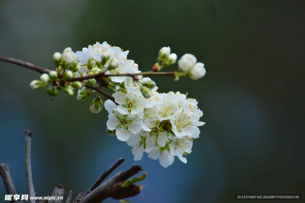梅花