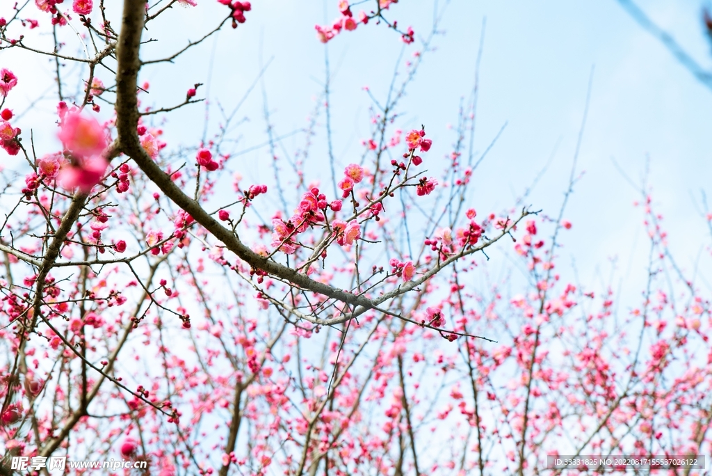 梅花