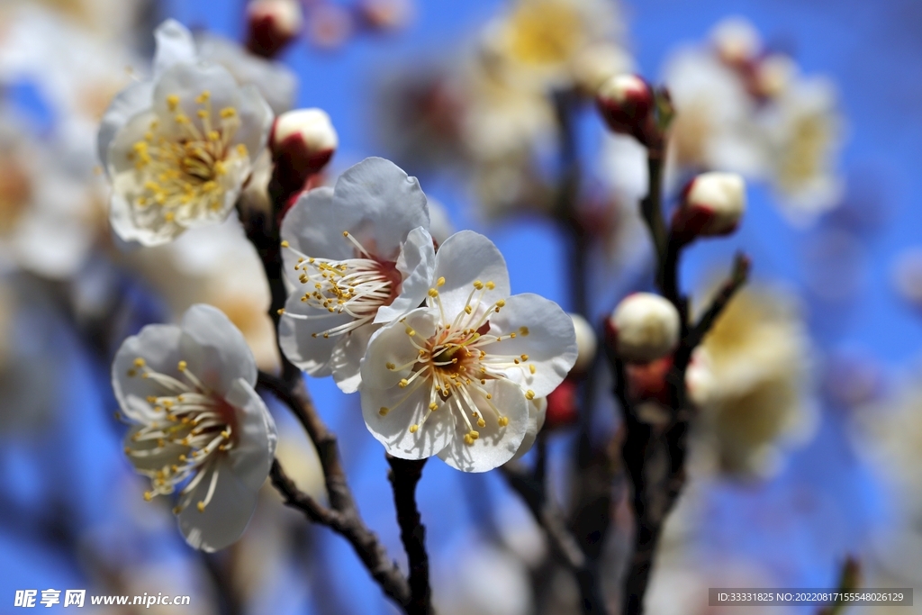 梅花