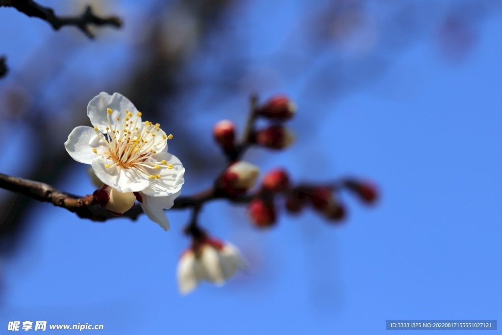 梅花