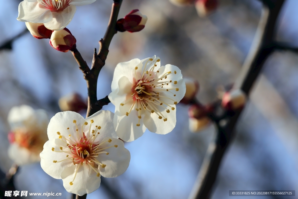 梅花