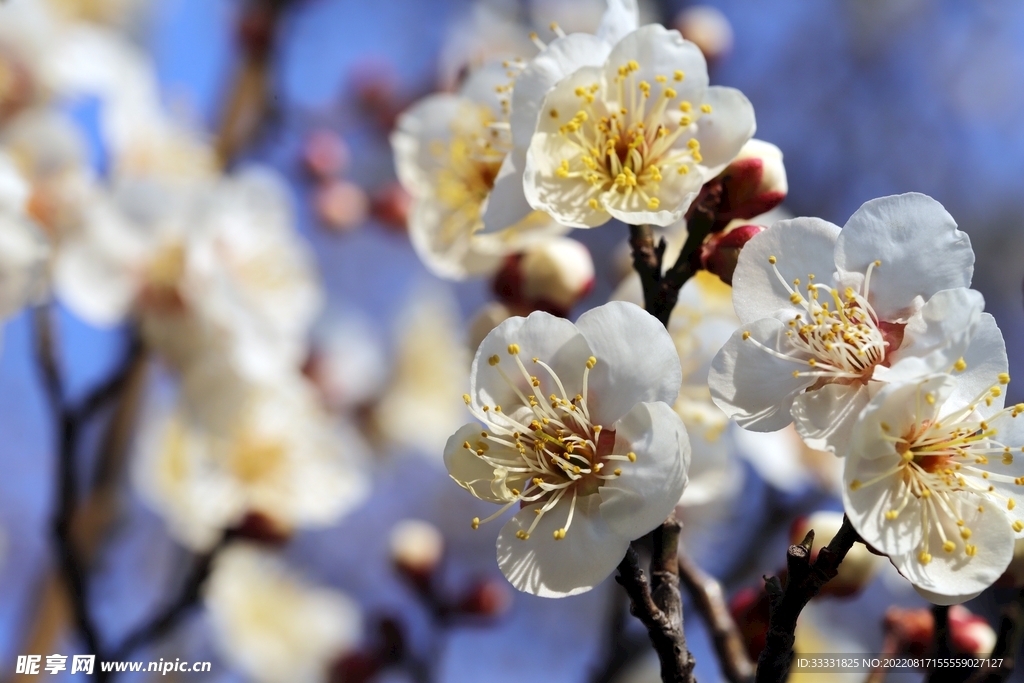 梅花