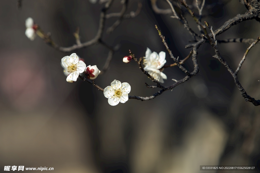 梅花