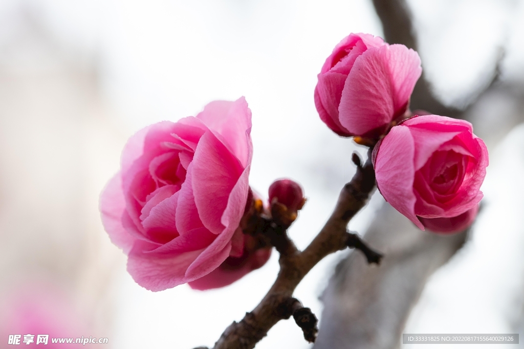 梅花