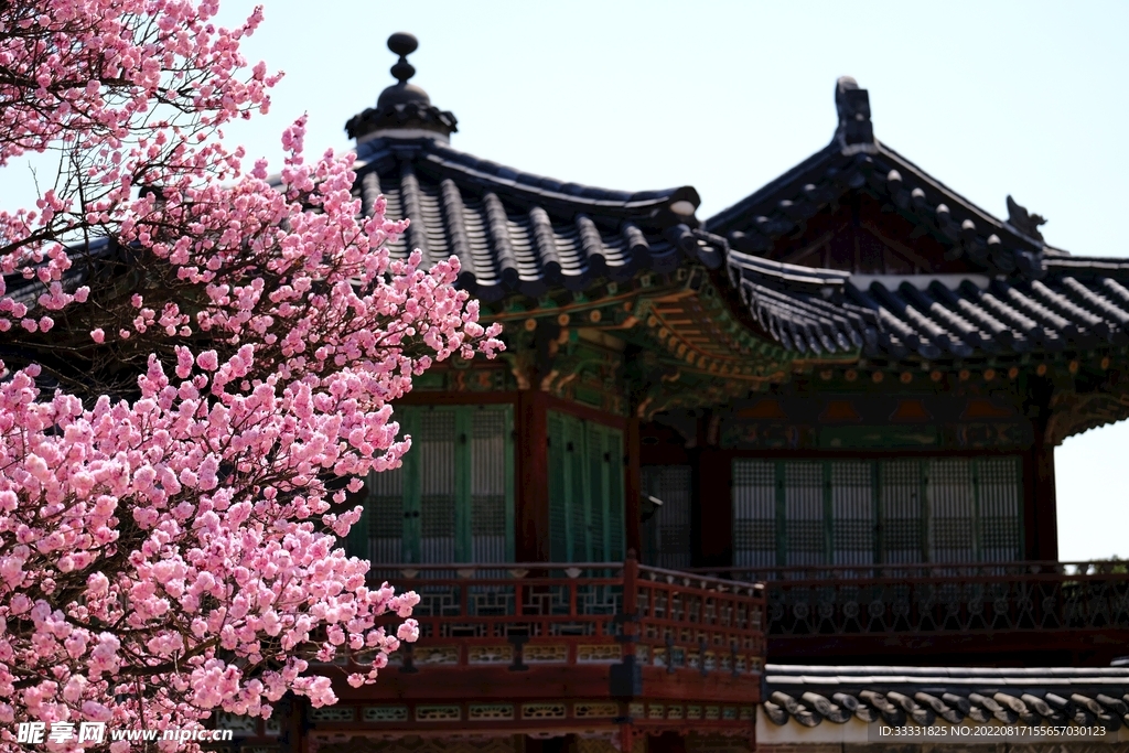 梅花