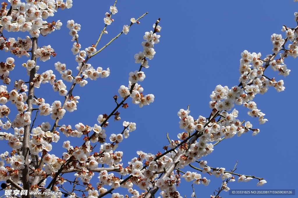 梅花