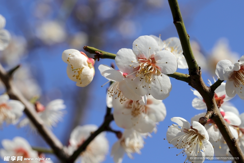 梅花