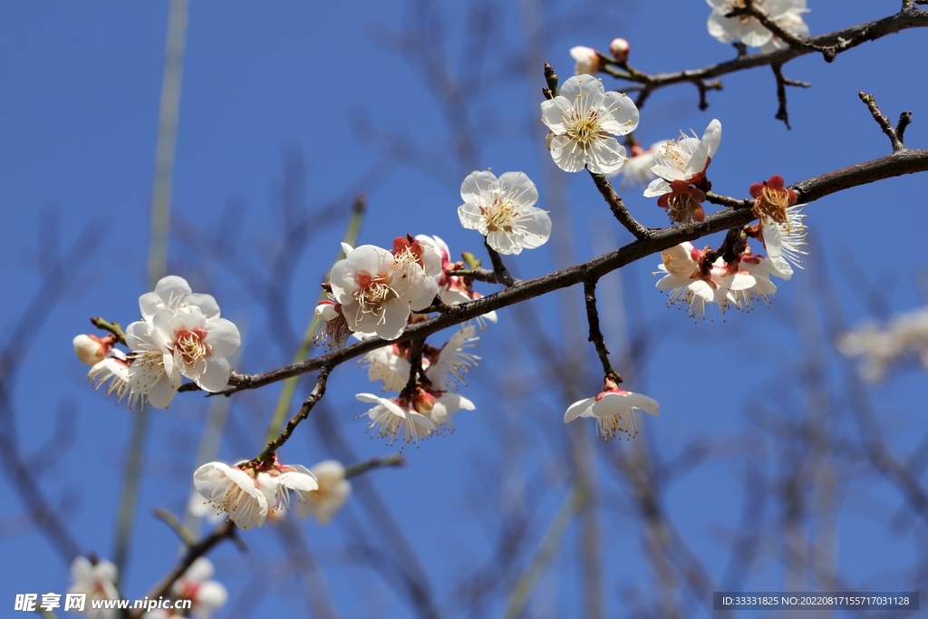 梅花