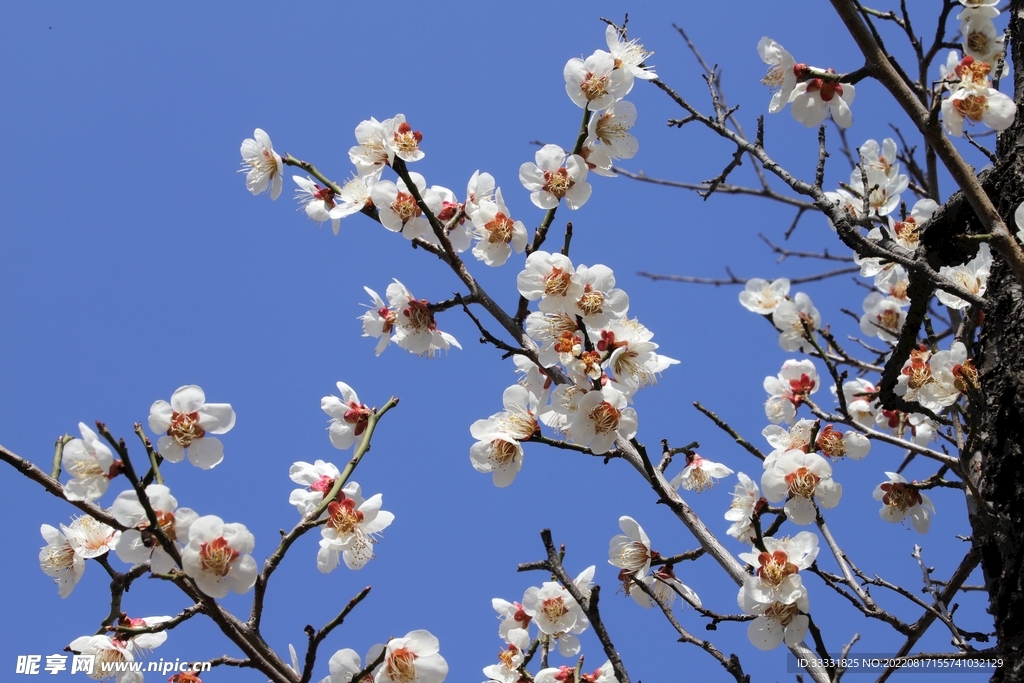 梅花