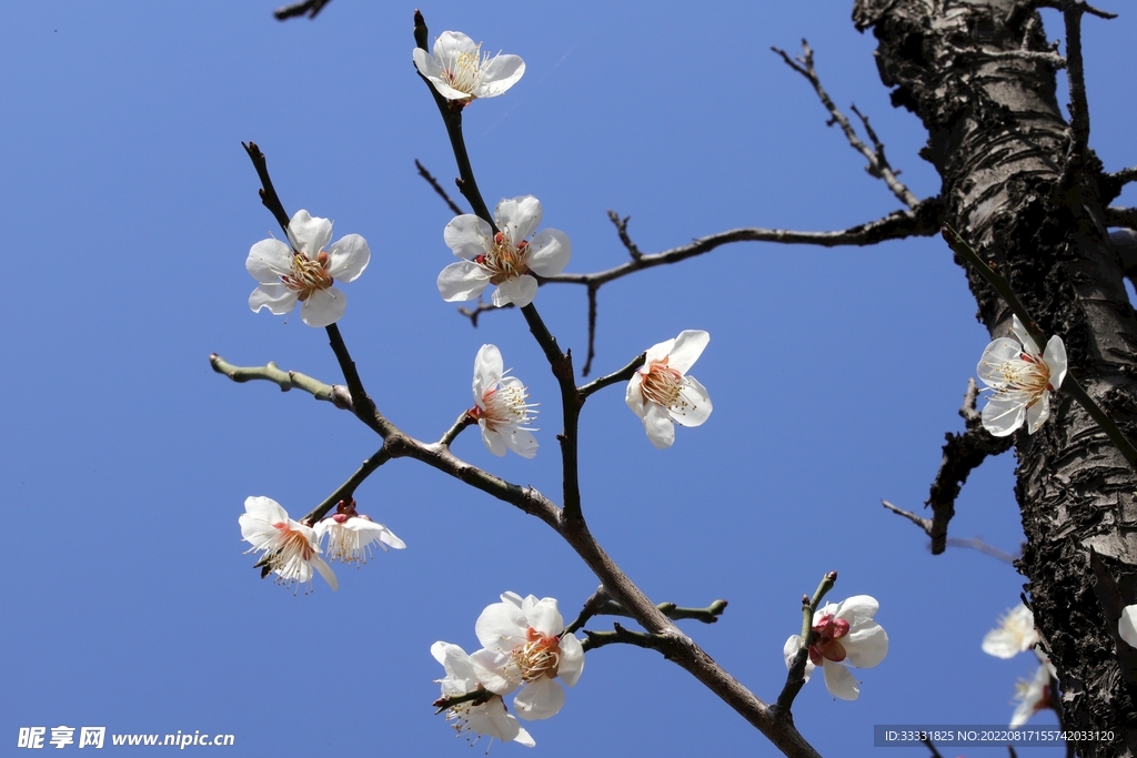梅花