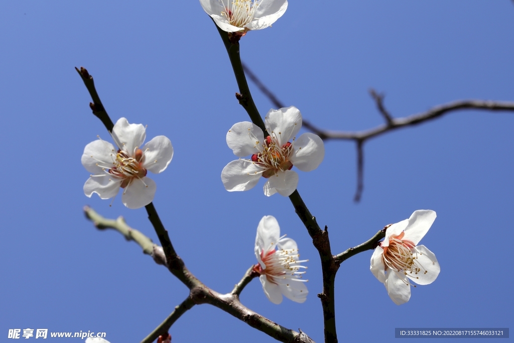 梅花