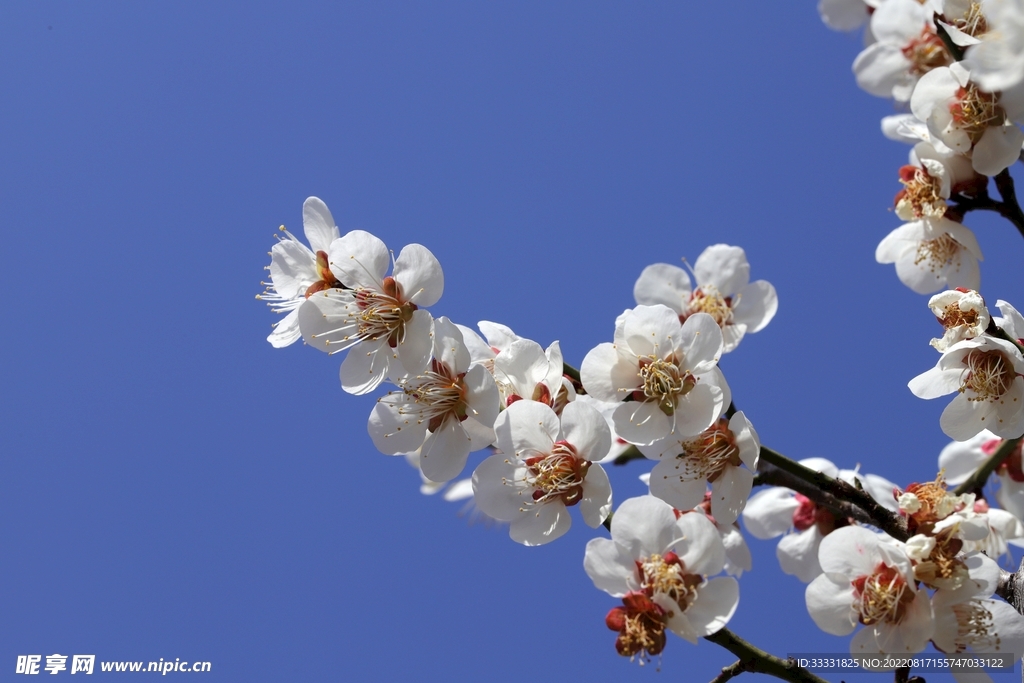 梅花
