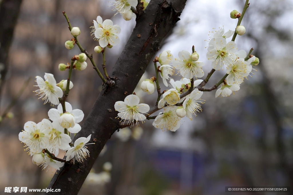 梅花