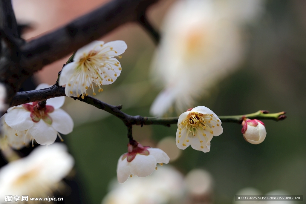 梅花