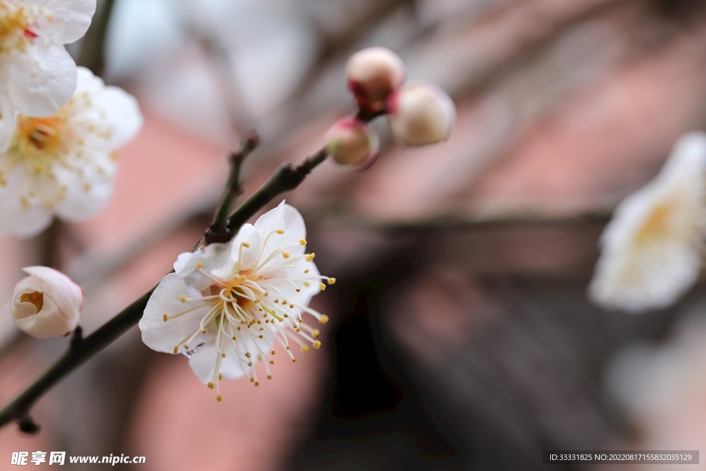 梅花