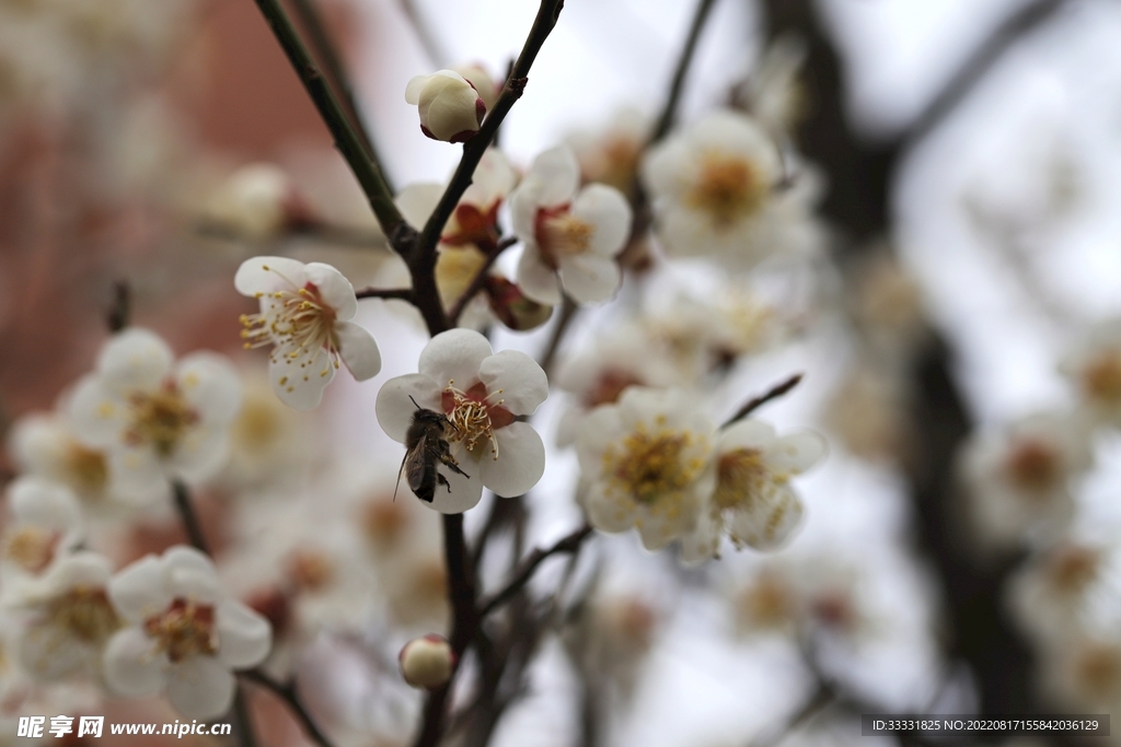 梅花